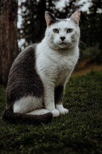 Image of grey/white cat in nature