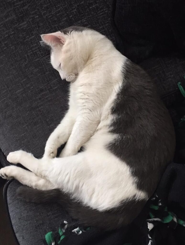 Image of a sleeping white and grey cat on a couch.